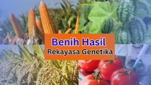 Benih Hasil Rekayasa Genetika - stiemuhjbi.ac.id Benih Hasil Rekayasa Genetika - stiemuhjbi.ac.id