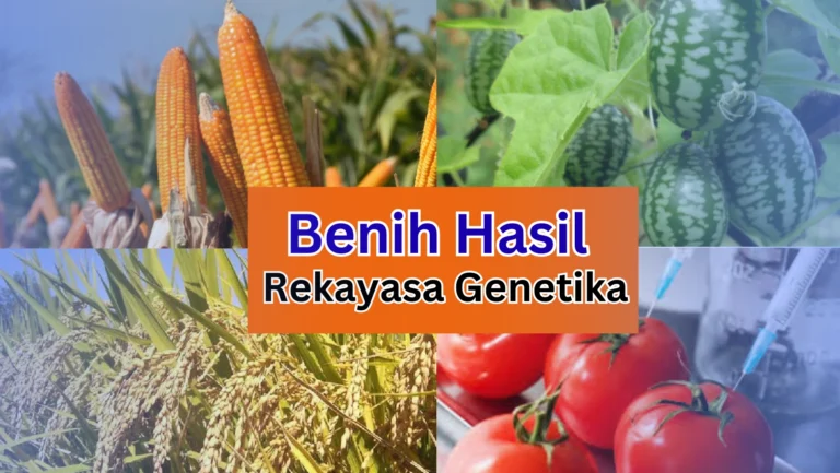 Benih Hasil Rekayasa Genetika! Apa, Mengapa, dan Bagaimana?