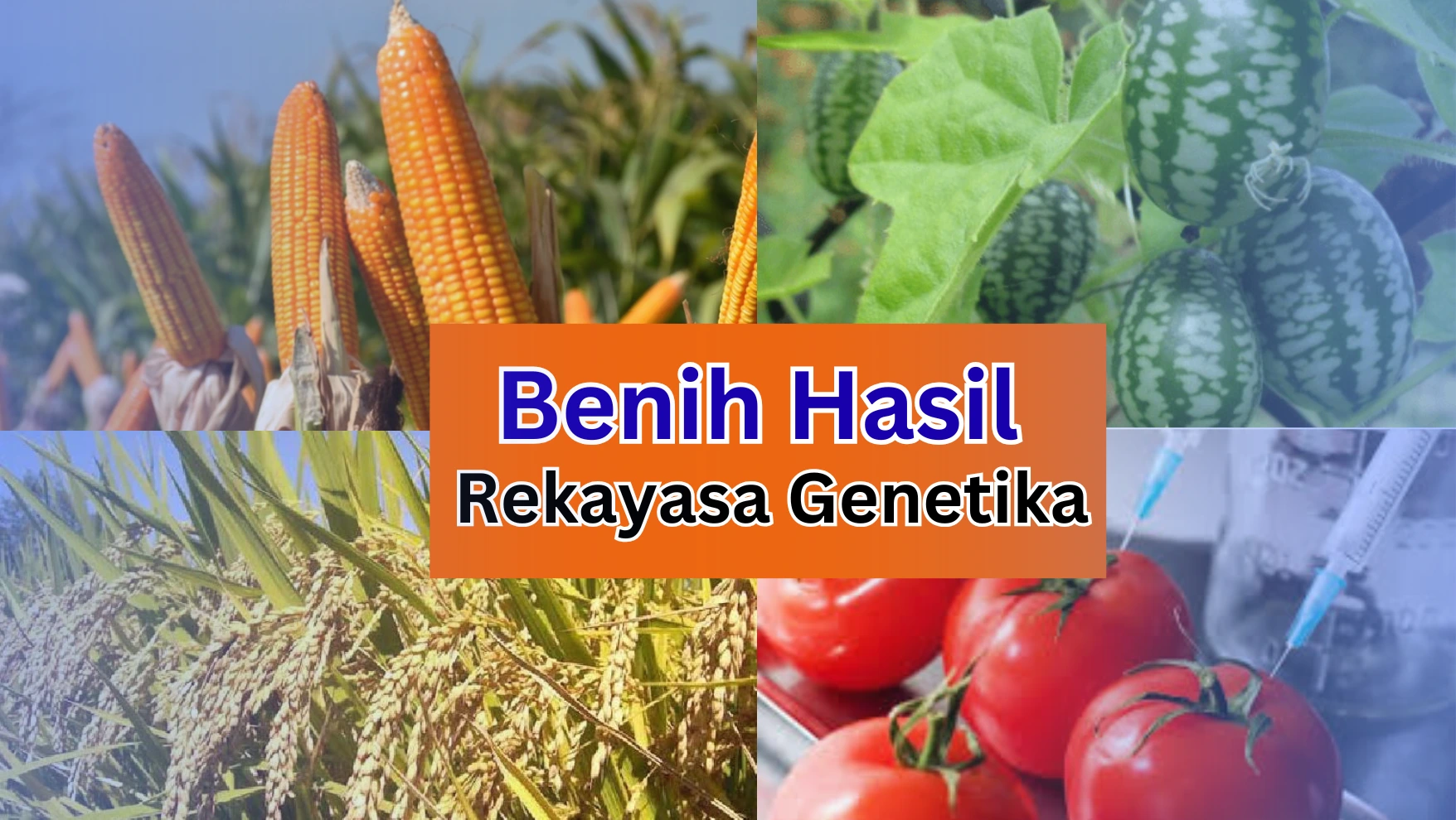 Benih Hasil Rekayasa Genetika! Apa, Mengapa, dan Bagaimana?
